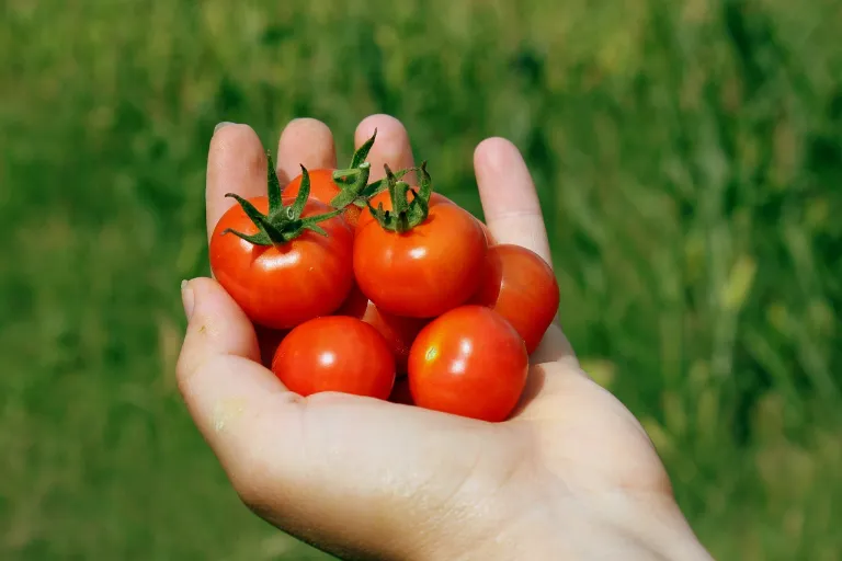 Przepis na ketchup