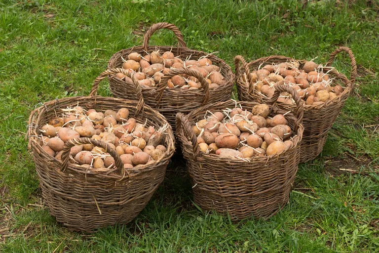 Zbiór ziemniaków