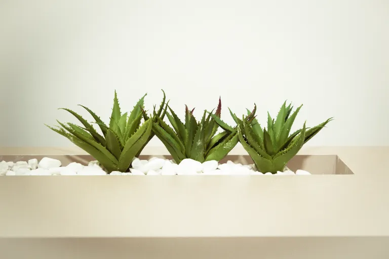 aloes leczniczy