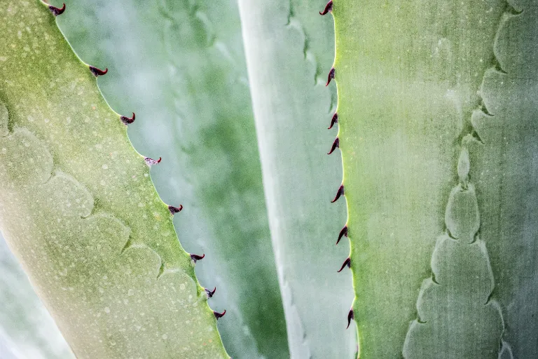 aloes właściwości