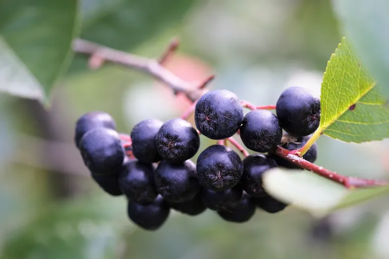 3 aronia przepisy