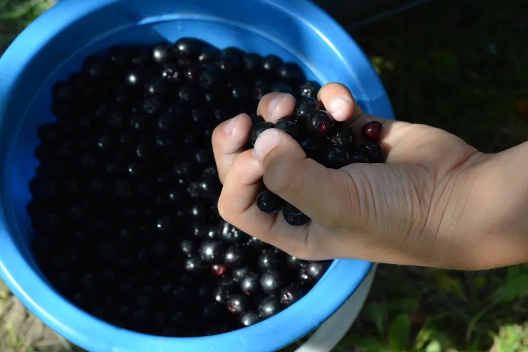 aronia przepisy