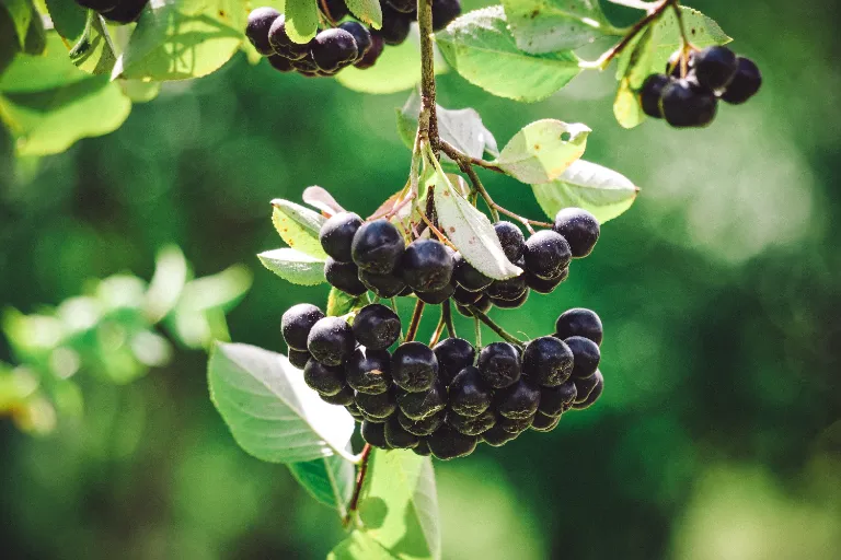 aronia właściwości lecznicze