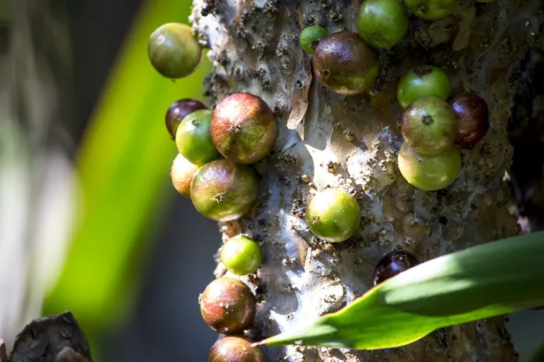 egzotyczne owoce Jabuticaba