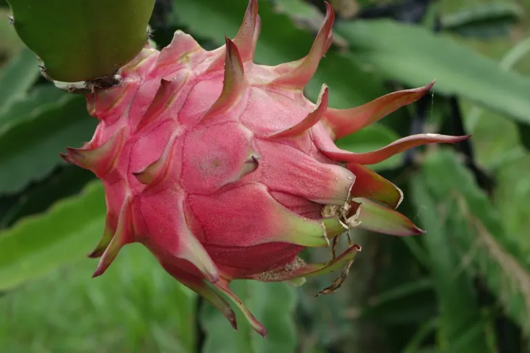 Pitahaya – smoczy owoc