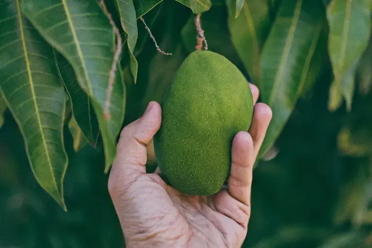 jak wyhodować mango z pestki
