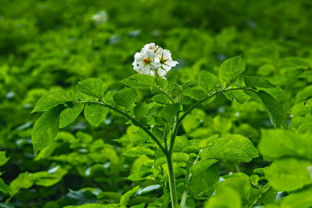 sadzenie ziemniaków