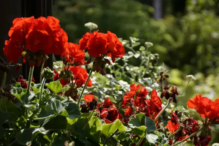 kiedy pelargonie na dwór