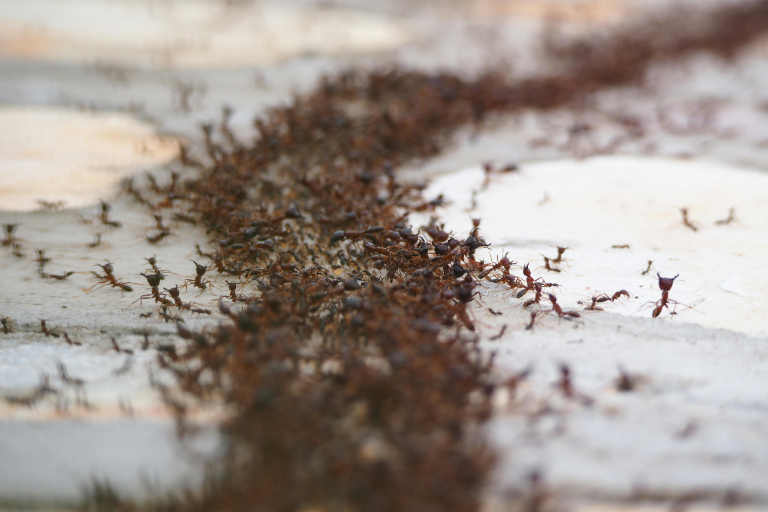 mrówki w szklarni jak się pozbyć