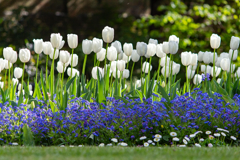 kiedy sadzić tulipany